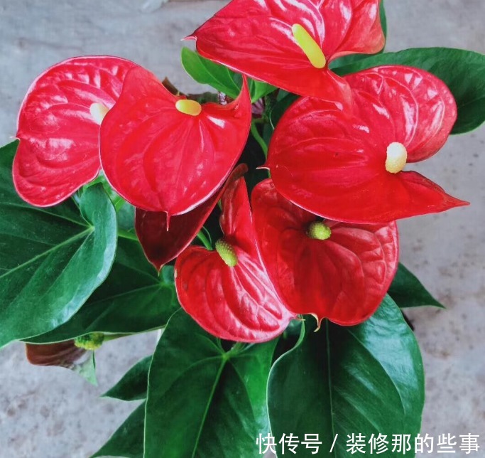 聪明人都养4种花，吉祥又喜庆，开花红红火火，旺财又旺运！