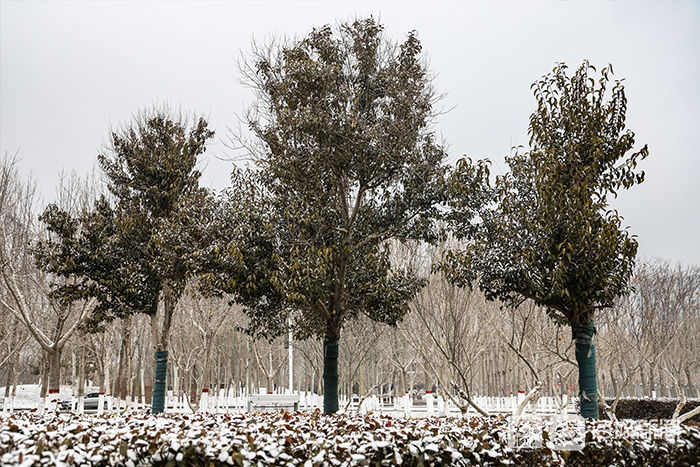 初雪｜虎年初雪映垦利 银装素裹兆丰年