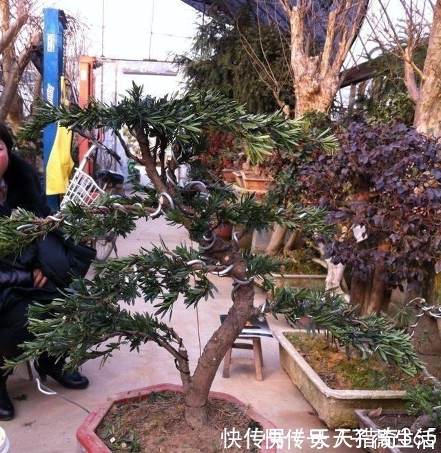 都说这种树很贵!其实剪根“枝条”,埋土里就能长,不用花钱买!
