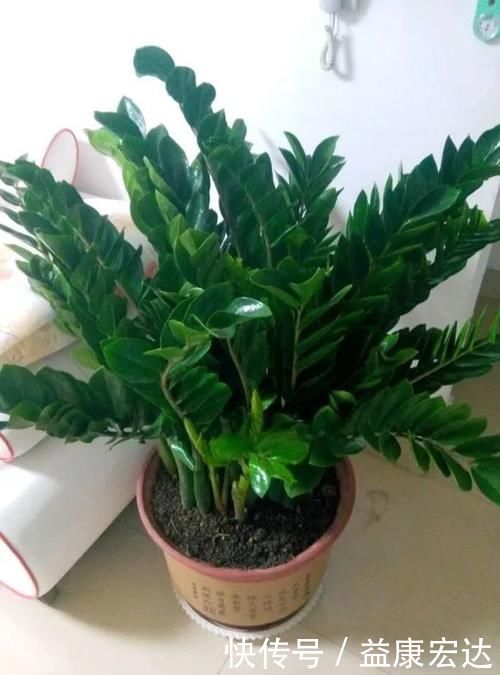 虎尾兰|客厅适合养的5种“耐旱花”,1个月不用浇水,反而爆盆!