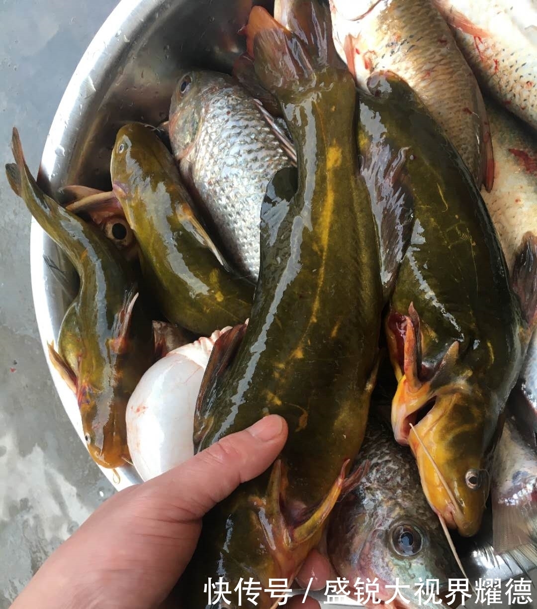 蚯蚓挂法优劣对比,根据鱼情做最优选择,渔获显著提升