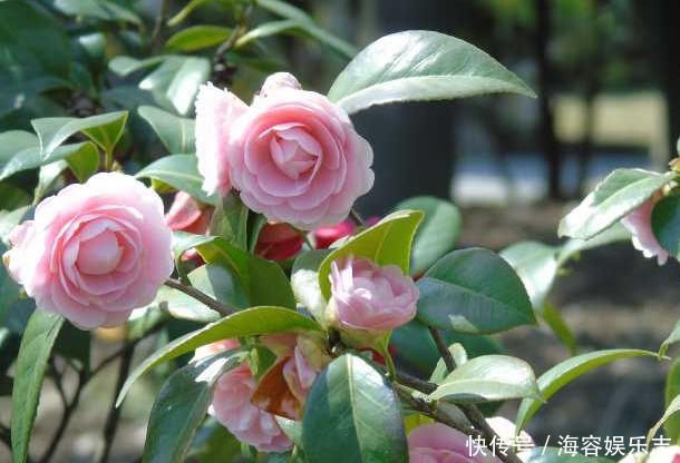 叶子|茶树只长叶子却不开花，学会这些方法，茶花爆满枝头