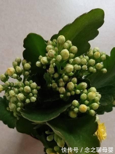 长寿花剪一刀，理个小平头，株型矮壮开花多