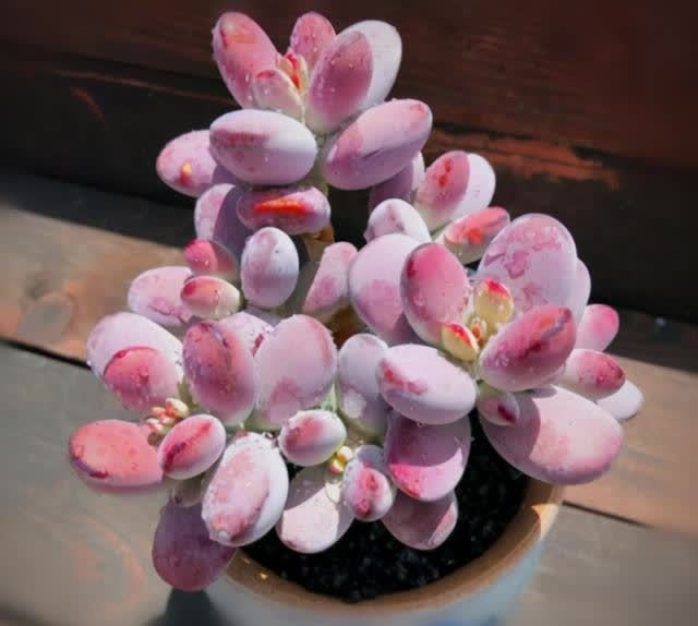 春季养多肉,撸叶片有3个“好处”,建议新手别闲着