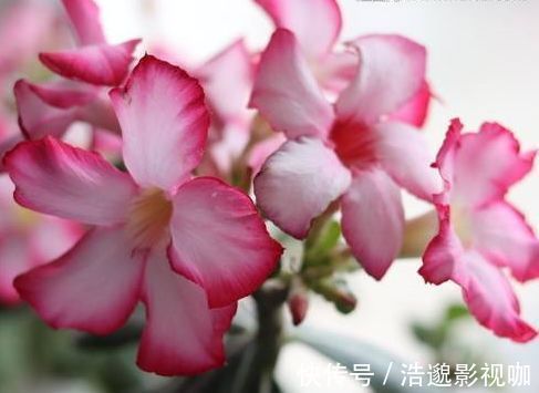 “高档玫瑰”紫雾凝霜,美丽怡人,芳姿耀眼,喜欢玫瑰不妨试试