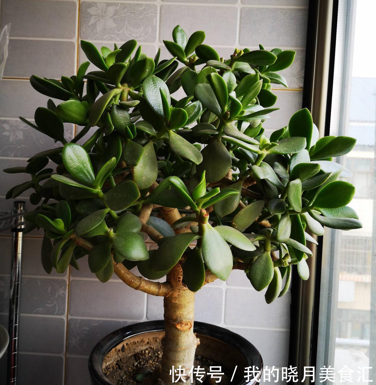 玉树|玉树长得慢?2个方面来改善,长势快、枝干壮、能开花、变老桩