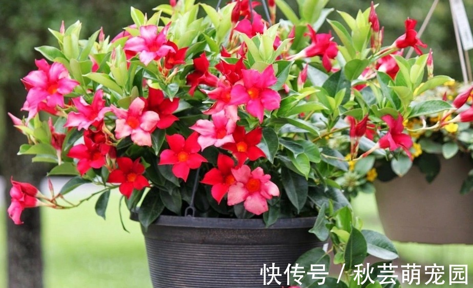 飘香藤爱爬墙、爱开花，家庭盆栽好养漂亮、花期长，人人爱