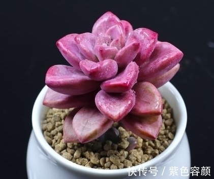 生长期|养不好多肉应该是踩了这6坑,怪不得肉肉不是养残就是黑腐烂根