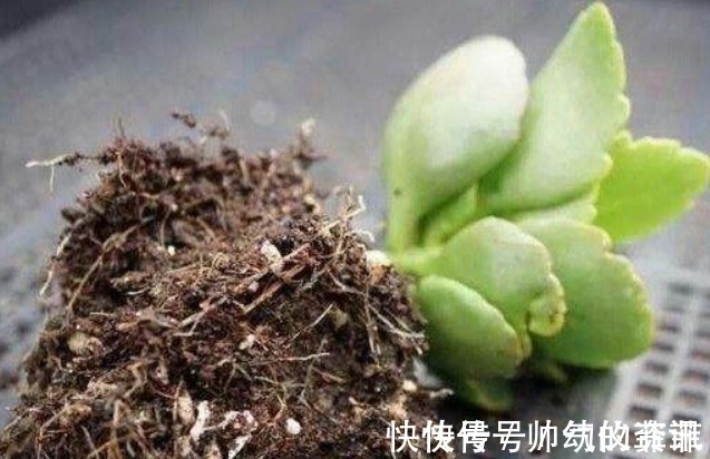 扦插|又到长寿花扦插季节,做好“2选3足”,15天长满白根!