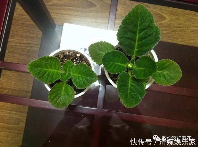 叶片|1种花超耐阴,一点散光就爆盆,花一开就是200多天!