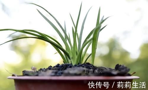 营养土的自制方法,兰友说:这样就简单了,明天开始做