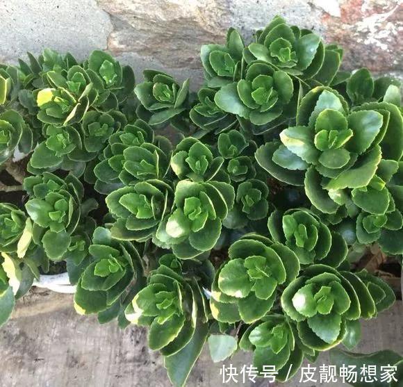 5种花快扦插,生根超快,1周长出大白根,新手也能插得活