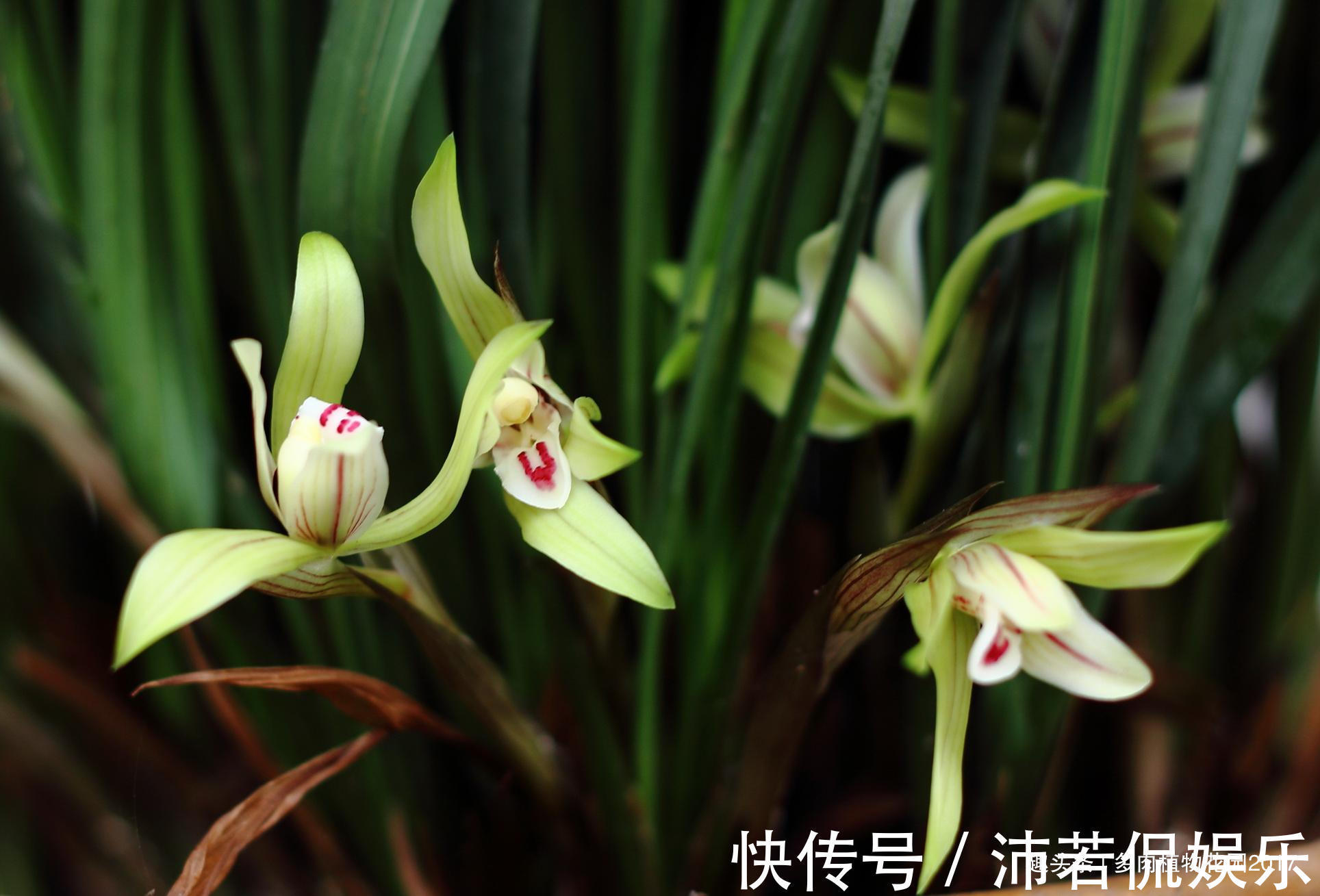 浇水|秋天养兰别大意,“秋老虎”也会带走你的花