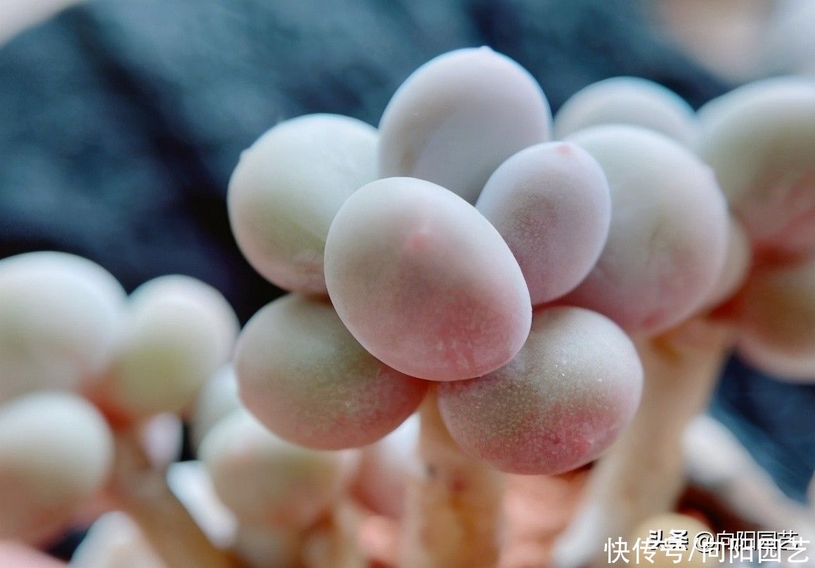 多肉|别人的多肉养得那么好，自己就养不活！差别在哪里？多肉该咋养？