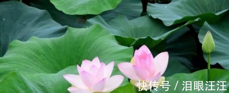 诗人#难怪卢照邻不服王勃,读他这首诗就知道,他的才华完全不输于王勃