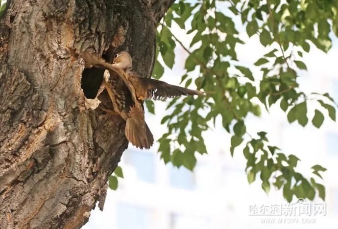 小鸳鸯|趴窝孵蛋啦！兆麟公园 6月8日前后就能看到鸳鸯宝宝跳巢