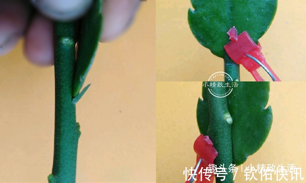 除了仙人掌,叶仙也能嫁接蟹爪兰,简单3步,7天就成活