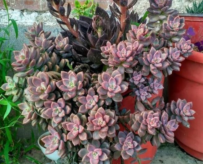 多肉姬胧月和冬美人如何选择？看看老花匠怎么说，你就知道了