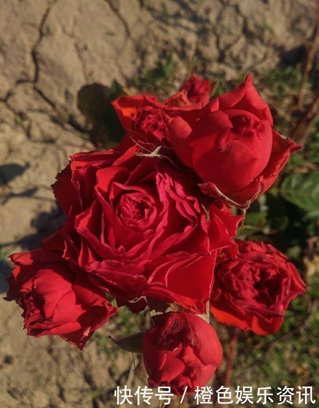 细数10种狼牙棒月季，怕刺的可绕道