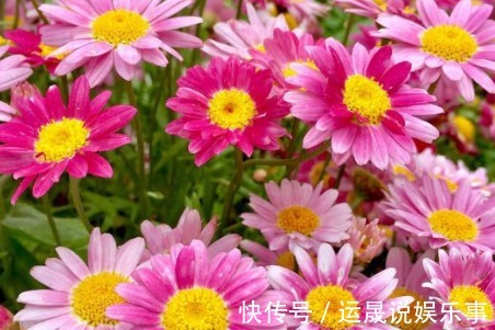 新手养花,不如养盆花中精品“盘龙目莲”,花色艳丽,百花齐放
