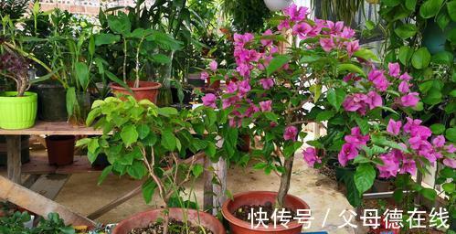 三角梅只长叶子不开花？秋天四不做，花朵多到看不见叶子