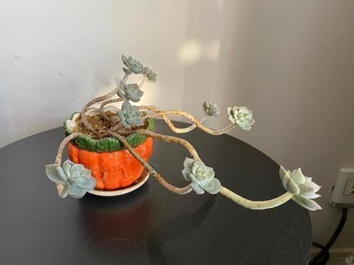 叶插就是对多肉的一种升级,6个品种叶插爱多头,满满都是成就感