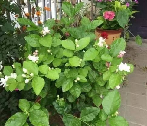 茉莉花秋天怎么养教你一招,开花比夏天还多