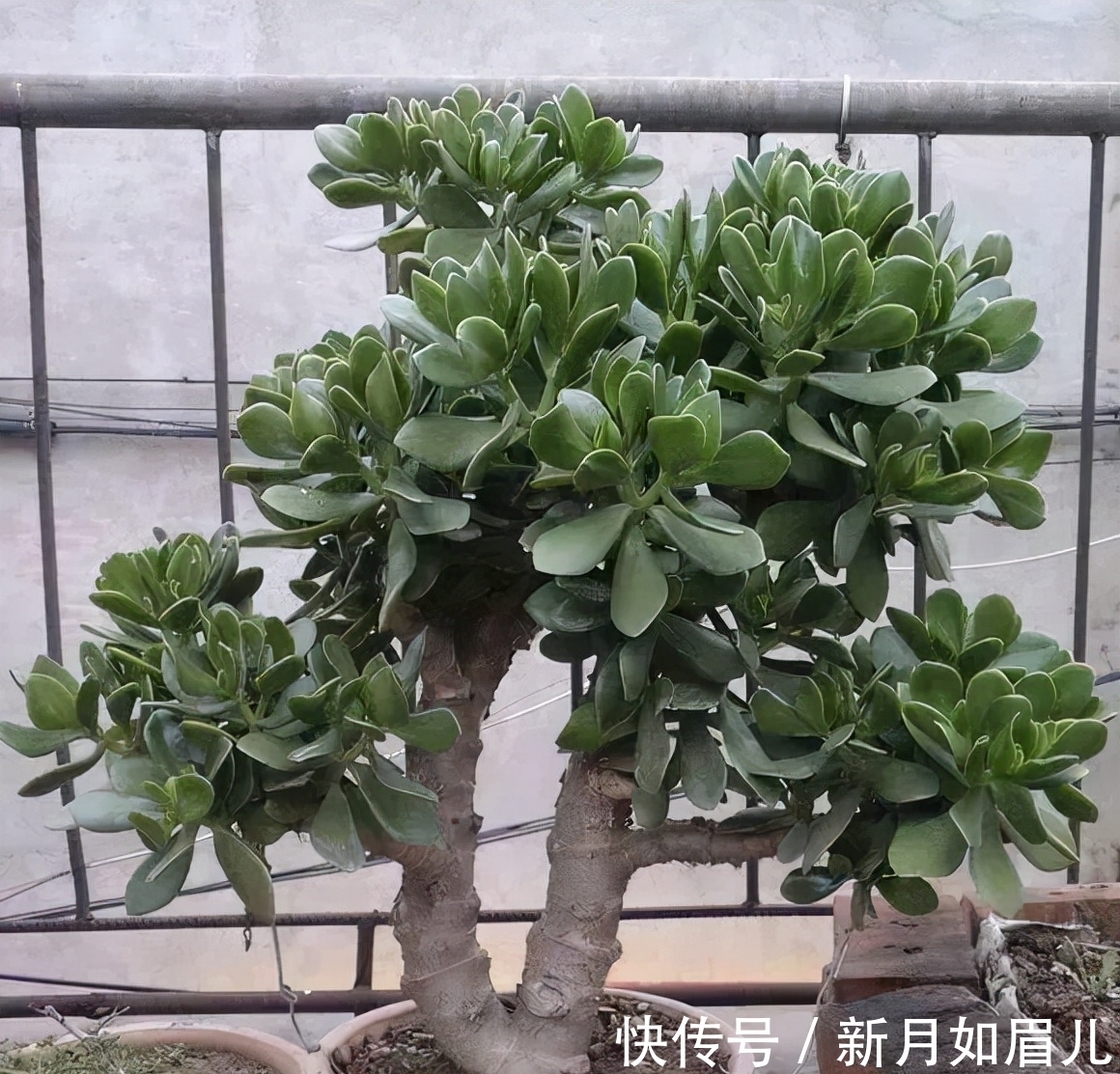 乌龟|4种“富贵花”能活一百年，家里养一盆，留给下一代，越来越值钱