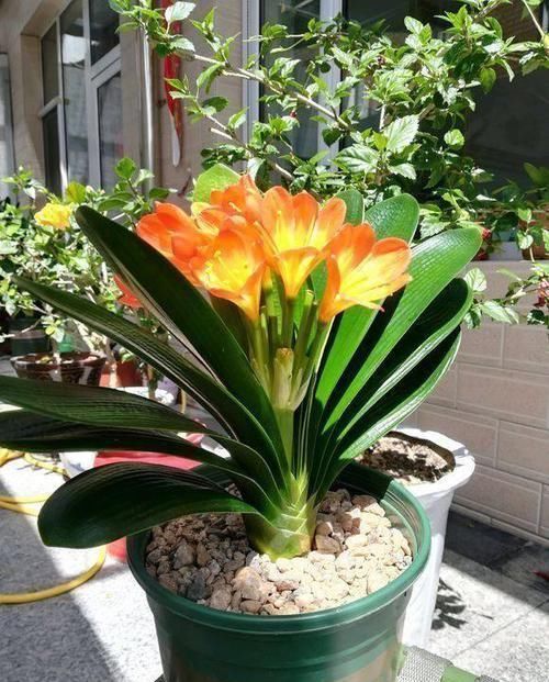 想让君子兰|养护君子兰,2个肥料轮流用,一种长厚叶,一种开大花