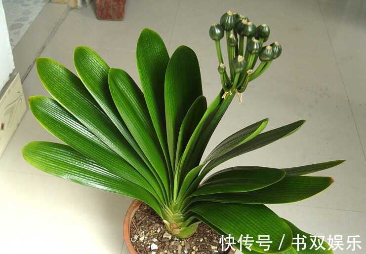 君子兰不长叶、不开花9月开始，浇水摻点“小颗粒”，入冬开花
