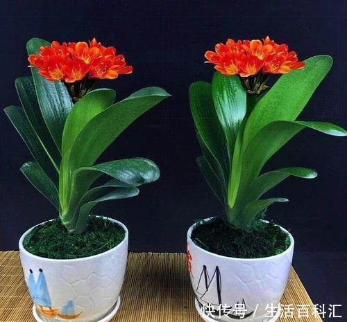  最合适|家里养君子兰，用什么花盆最合适？看完你就知道了！
