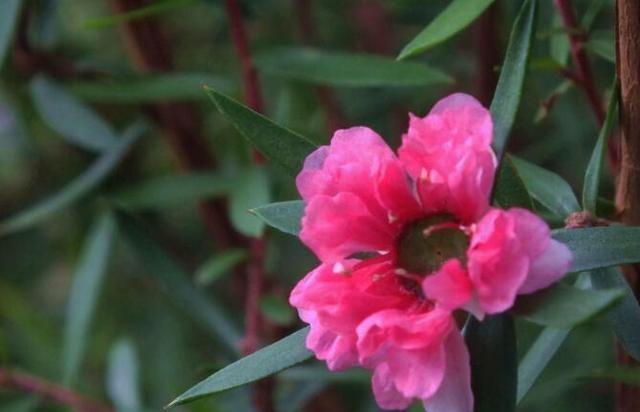 农历九月十八霜降后,养什么花?家里养3种花,岁岁平安万事如意