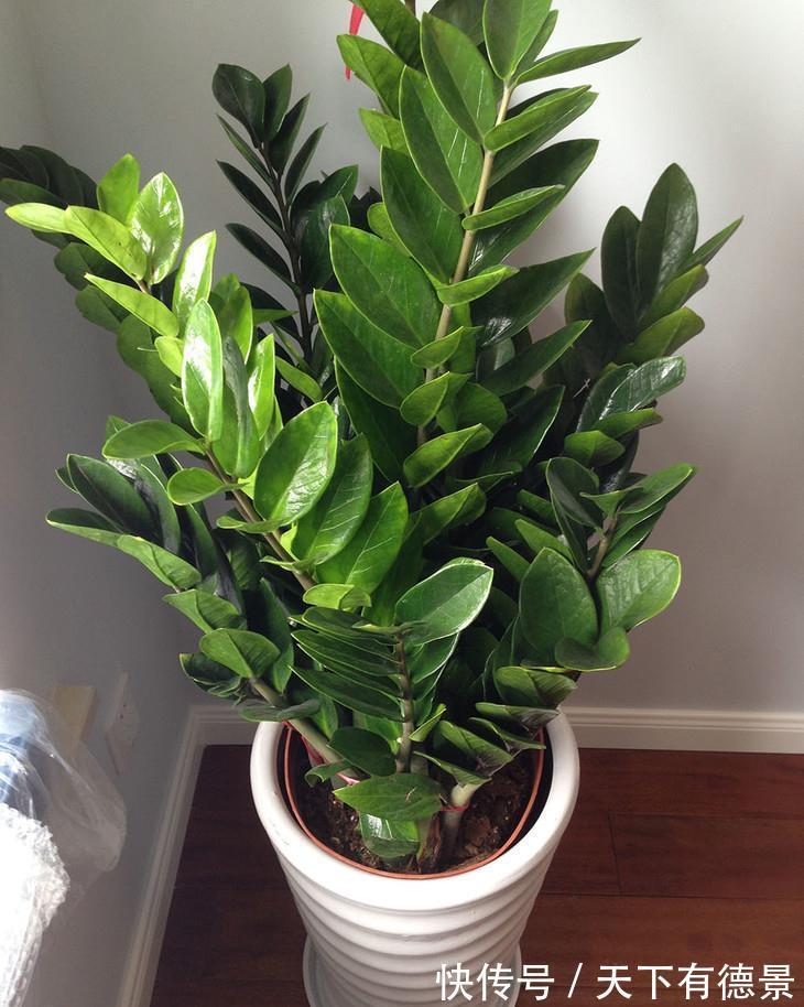 贵气|7种“有钱花”,贵气又大气,招财又旺财,人见人爱