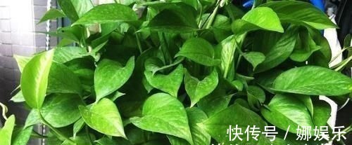 阿司匹林|3种过期药片,可不能扔了,可是养花宝贝,肥效强10倍