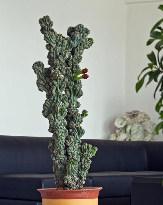 如何保存甜蜜的大气中的登山圈肉花盆这样的话,叶子就绿了