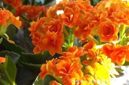 长寿花|夏季长寿花黑腐现象严重,“反着”来养,养出更多侧芽更容易爆盆