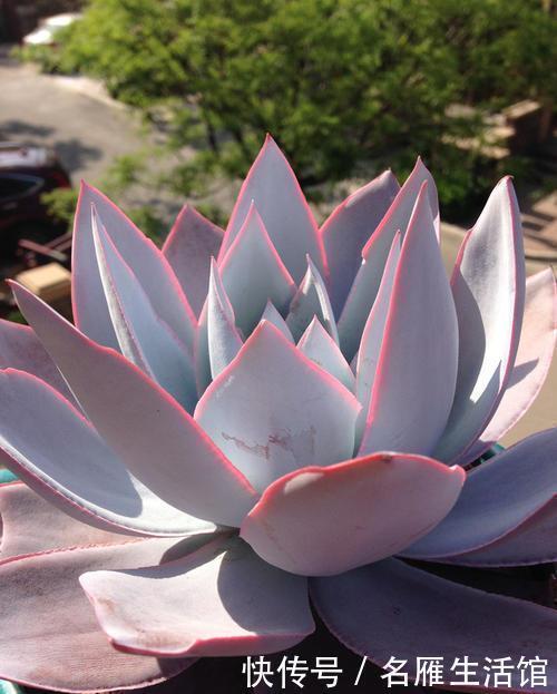 多肉|6种多肉植物,好养护颜值高,上色美长满盆,值得养一盆!