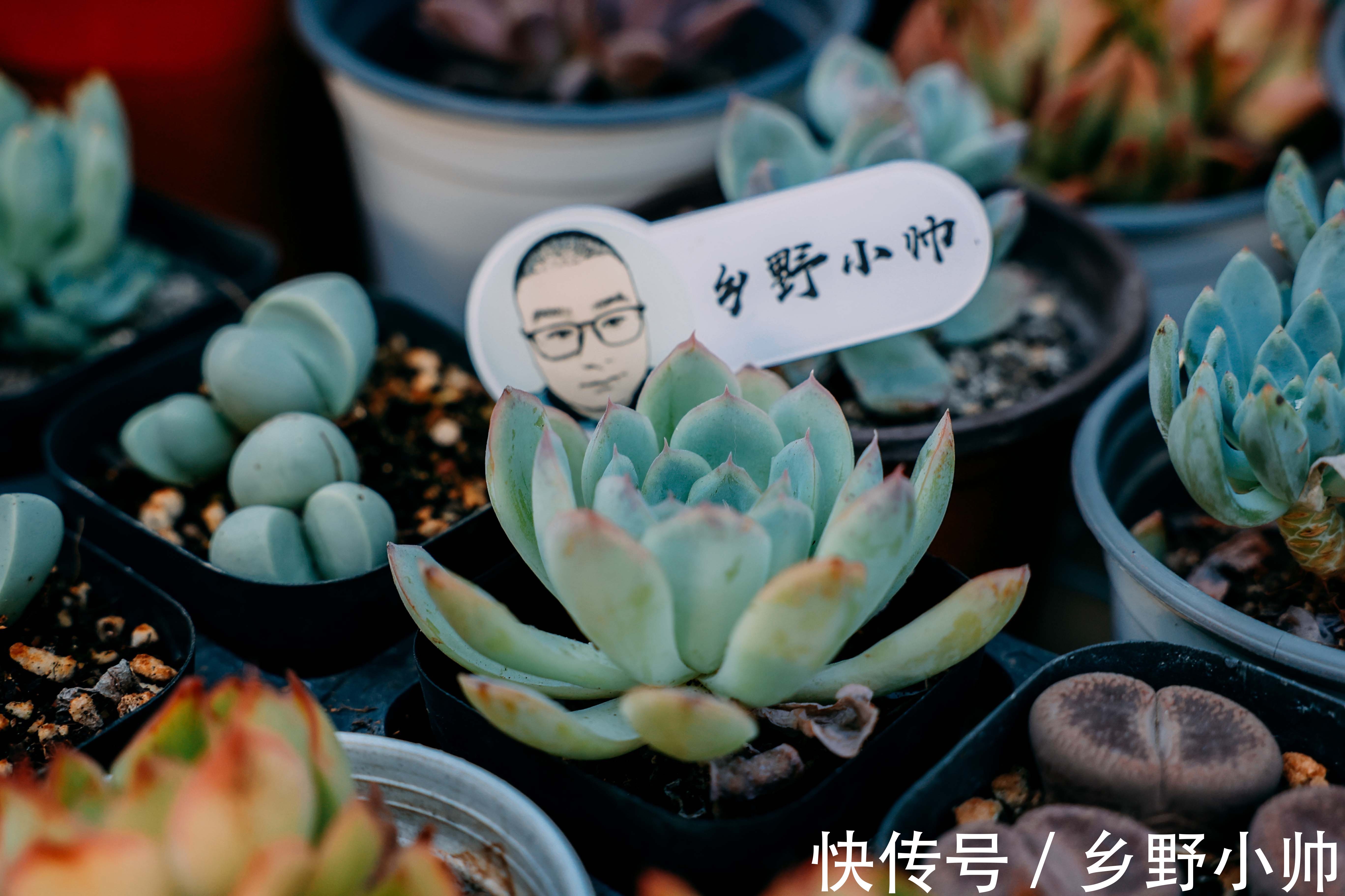 生长期|养出来的多肉， 个个肥嘟嘟的，都是小包子