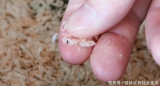 家庭必备调味粉做法,学会再也不用买鸡粉味精了,鲜香无添加!