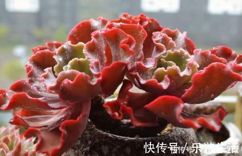 观赏价值|6种大型多肉植物，颜值高好养护，阳台种一盆，大气上档次！