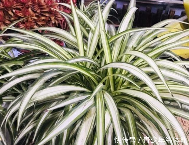 养吊兰,有3个“误区”别触碰,否则根系不保、黄叶来袭,莫忽视!