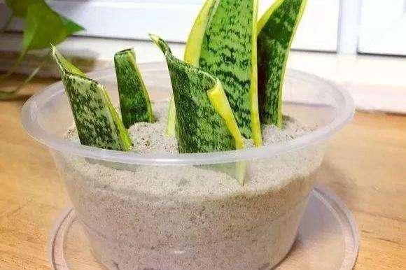 8种花不用花钱买，掐片叶、剪根枝，找个花盆种起来，家里放不下