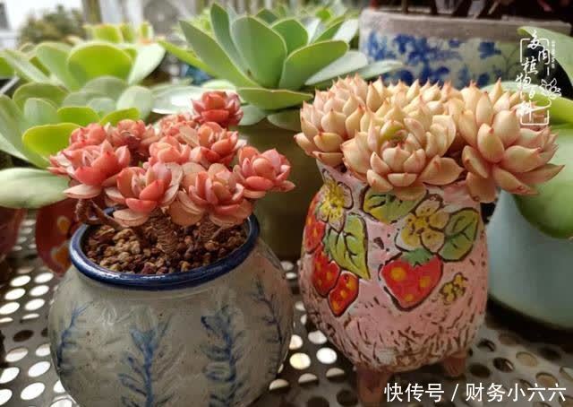 揭秘：那些干净又温暖的多肉照片从哪里来？