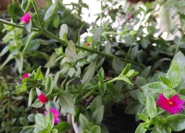 花友们这10种漂亮的花，很快就发芽长根、爆盆开花又招财气！