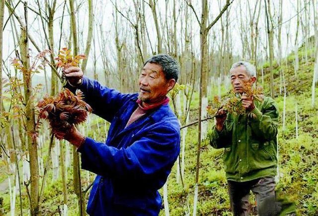 男子去农村摘“香椿”吃 ，导致浑身奇痒、化脓了