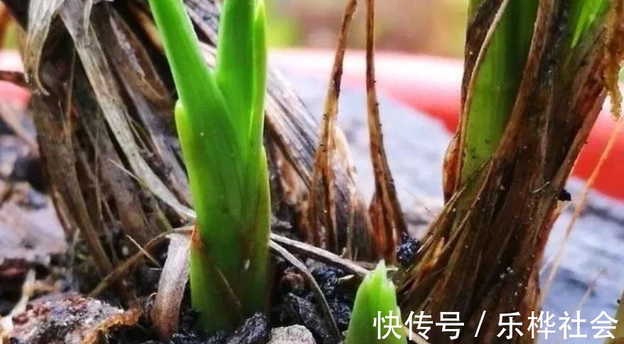 兰花长出新苗后,教你3个小技巧,快速长大早开花