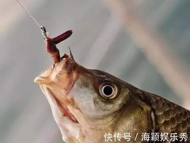 手食|用蚯蚓钓鲫鱼,这几种打窝方法,不仅发窝快,留鱼效果也持久