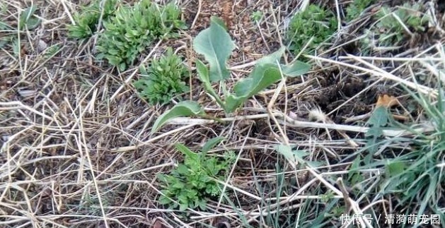 农民朋友|农村阴沟中常见野草,治多年“脚气”有良效,已经有人用来赚钱