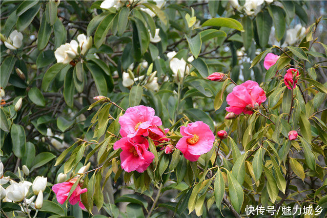 老年|贵州雷山：鲜花争奇斗艳 色彩艳丽县城