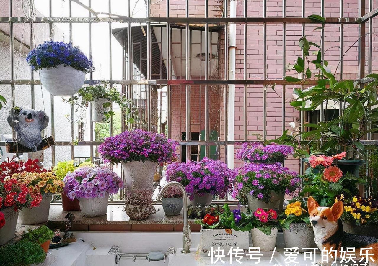 寿命比较长的6种花木，盆栽也能轻松活过好多年，够你养一辈子的